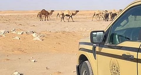 بلاغات الأمن البيئي: كيف تساهم في حماية بيئتك؟