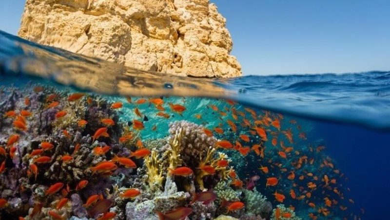 التلوث بالميكروبلاستيك: التحديات والحلول لاستدامة البيئة البحرية