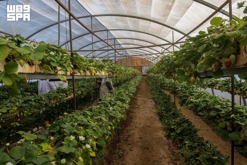 البيوت المحمية في نجران: استراتيجية وطنية لتعزيز الاكتفاء الذاتي