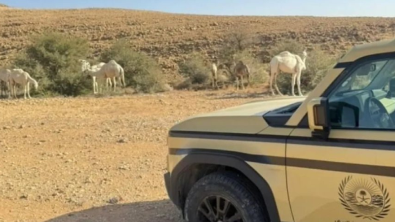 أثر عقوبات رعي الإبل على التنوع الأحيائي في البيئة السعودية