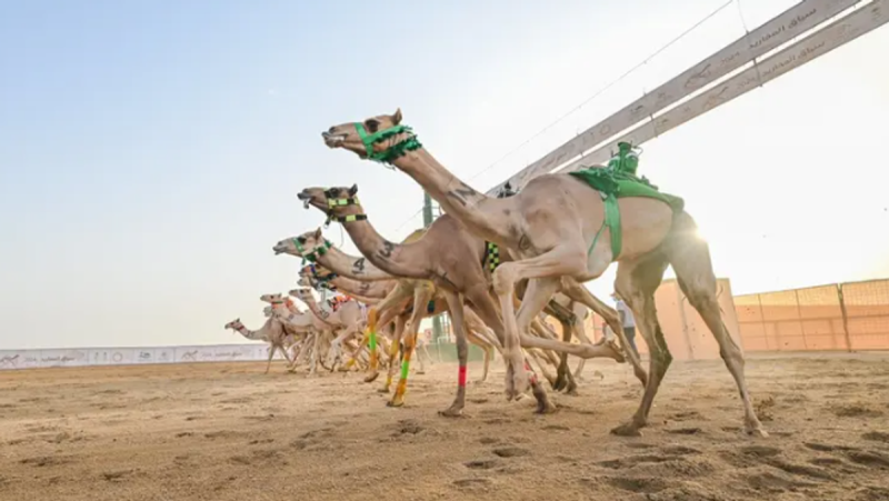 كيف تشارك في مهرجان ولي العهد للهجن 2026؟ الشروط والمواعيد