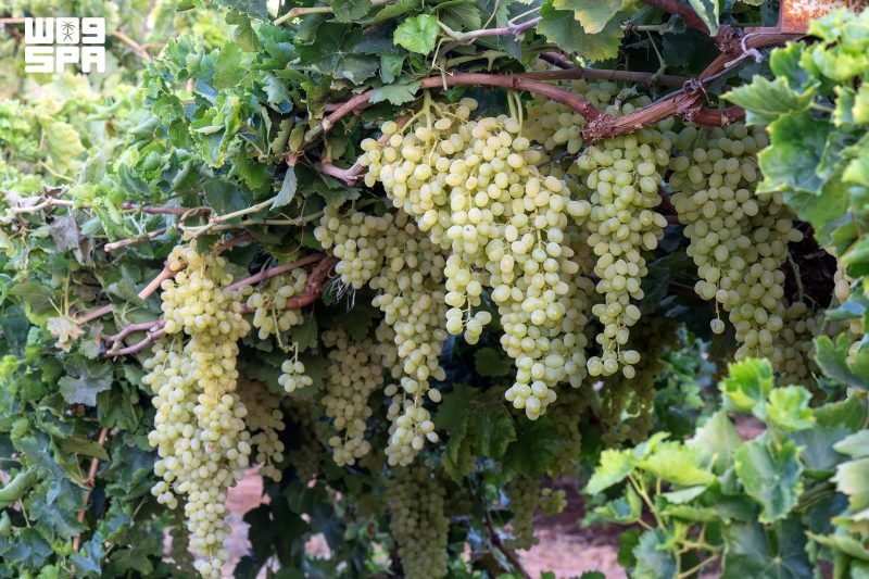خطة المملكة لتعزيز زراعة العنب في تبوك وتغطية الاحتياج