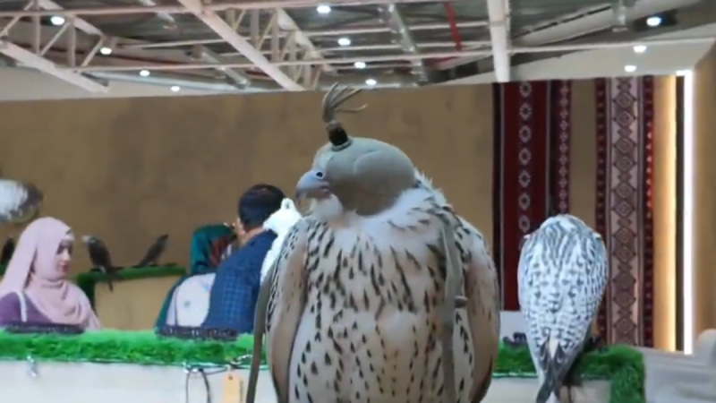 كل ما تريد معرفته عن المزاد الدولي لمزارع إنتاج الصقور بملهم
