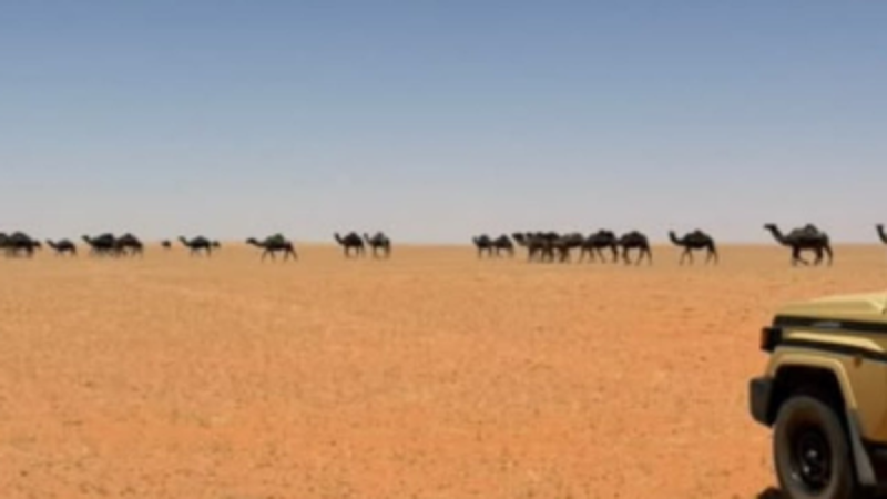 دليلك الشامل حول قوانين حماية الغطاء النباتي في السعودية