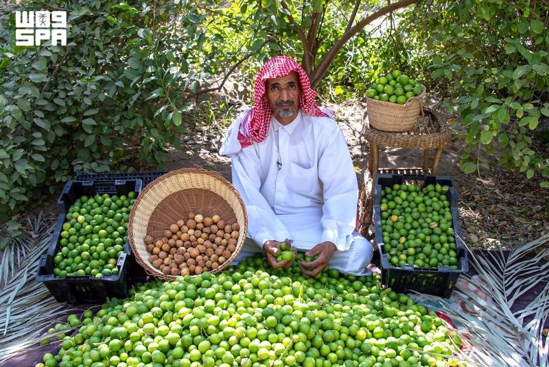 واحة الأحساء واللومي الحساوي: قصة نجاح زراعية تتوارثها الأجيال