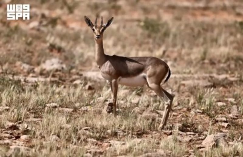 مبادرة السعودية الخضراء وحماية الغزال العربي البري
