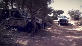 حماية الغطاء النباتي ومنع نقل حطب محلي في المملكة
