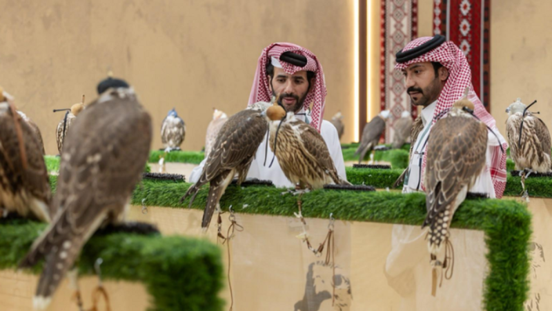 مستقبل إنتاج الصقور: رؤى من المزاد الدولي لمزارع إنتاج الصقور